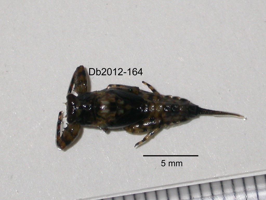dorsal