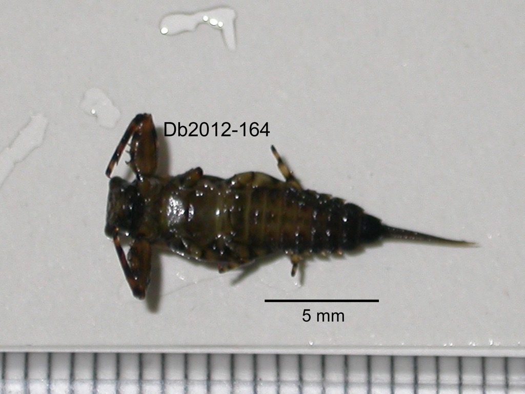 ventral
