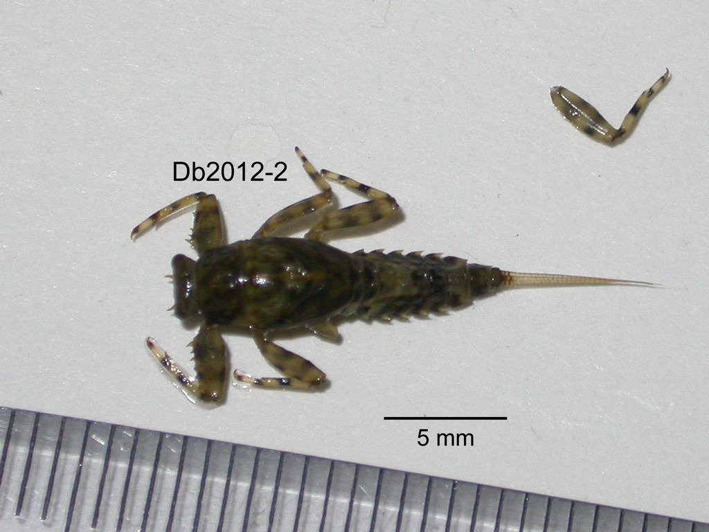 dorsal