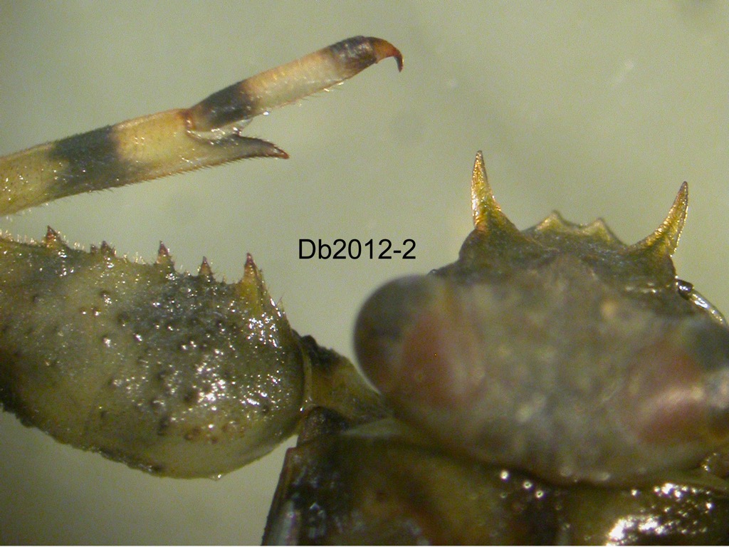 head dorsal