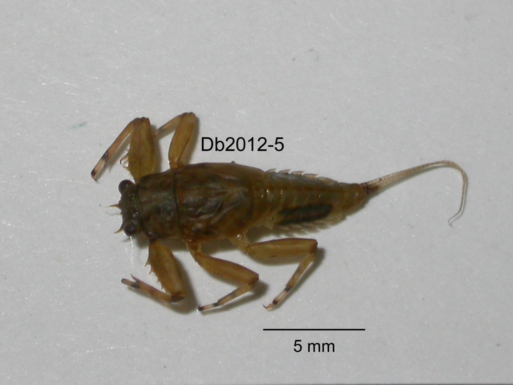 dorsal