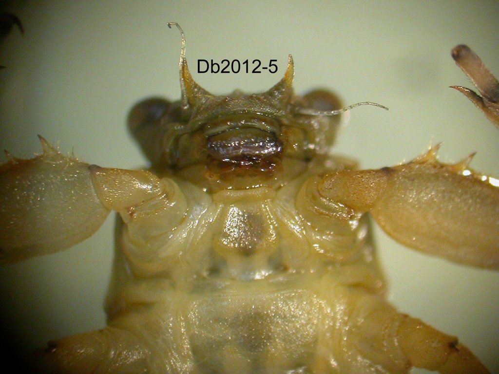 head ventral