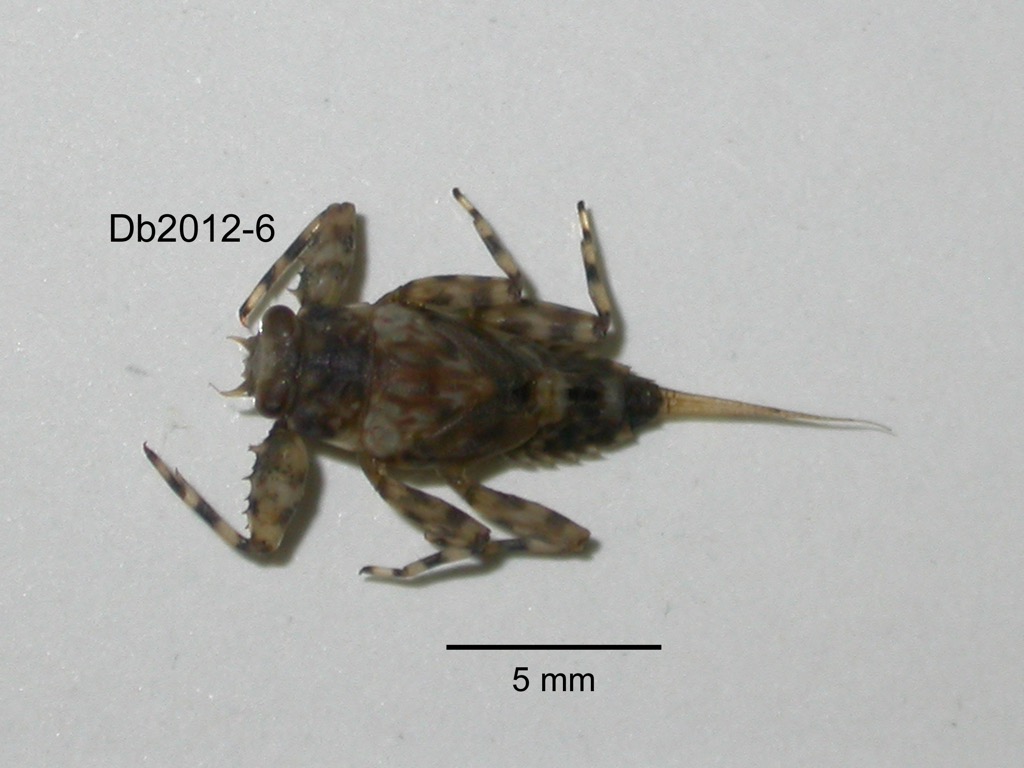 dorsal