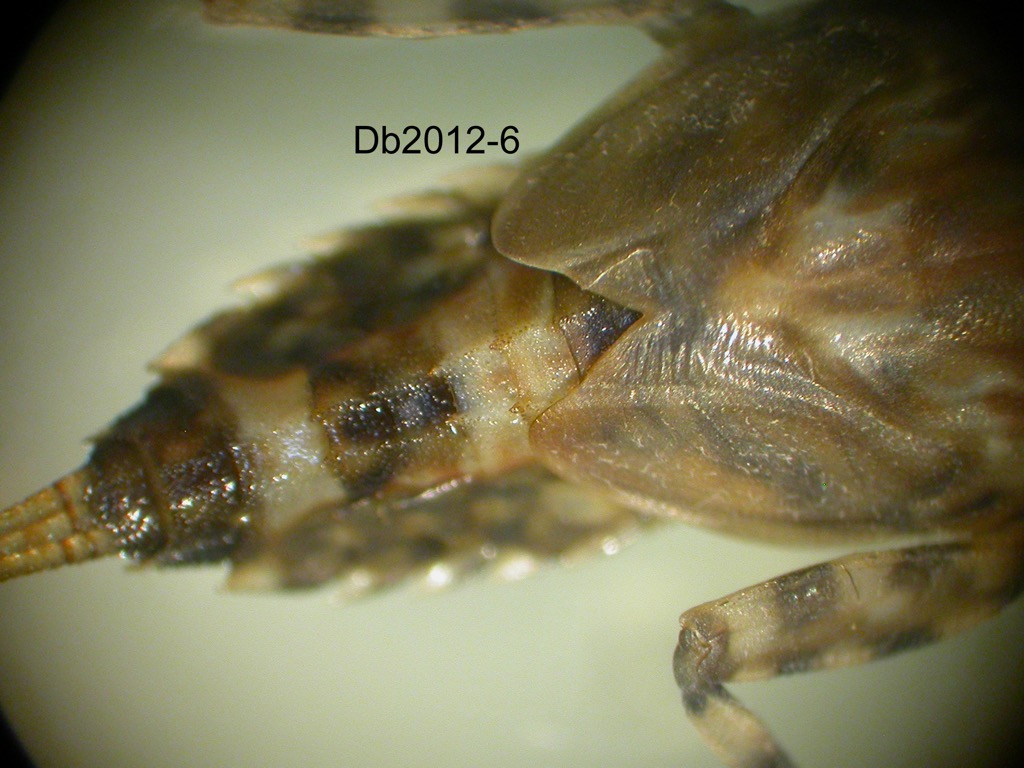 abdomen dorsal