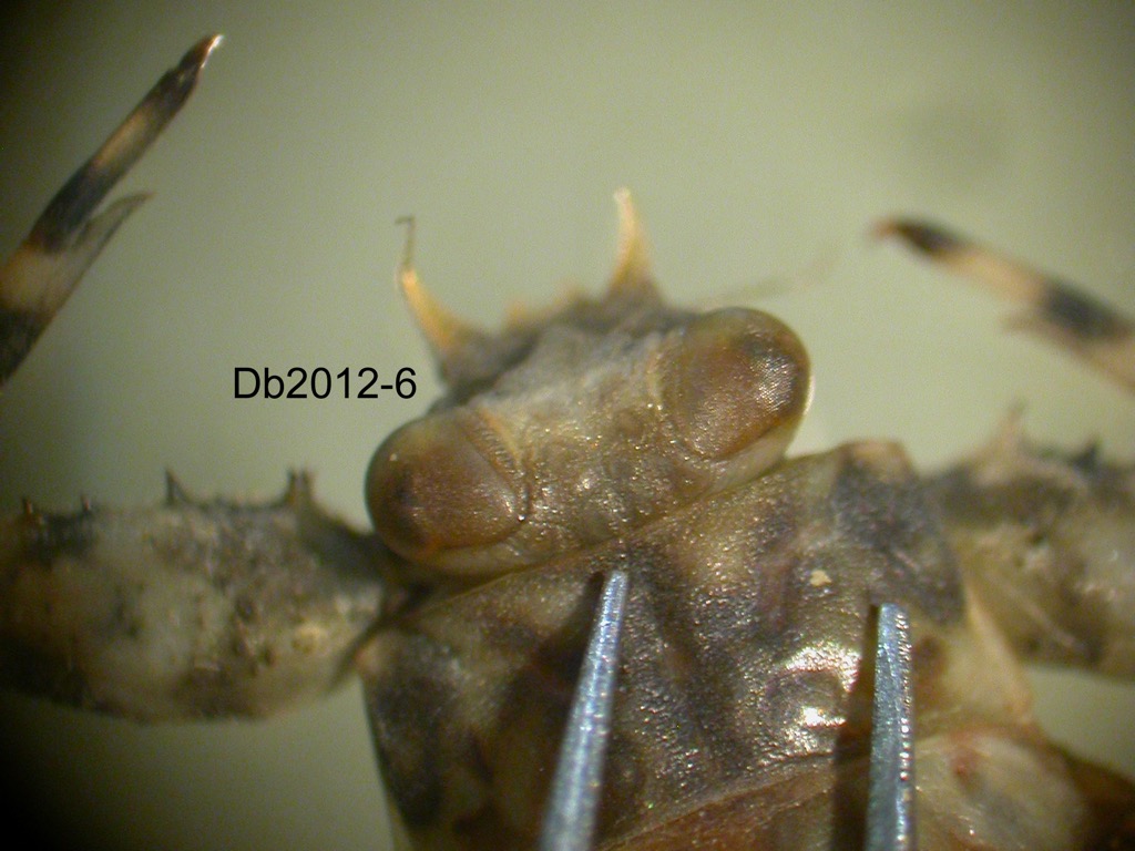 head dorsal