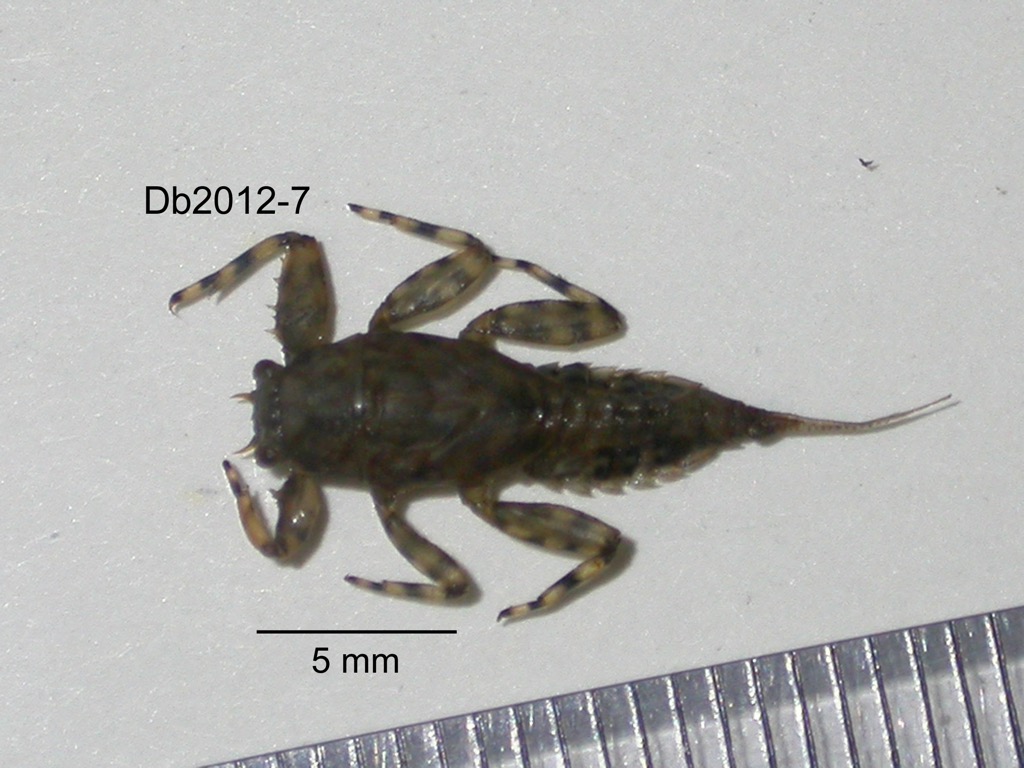 dorsal