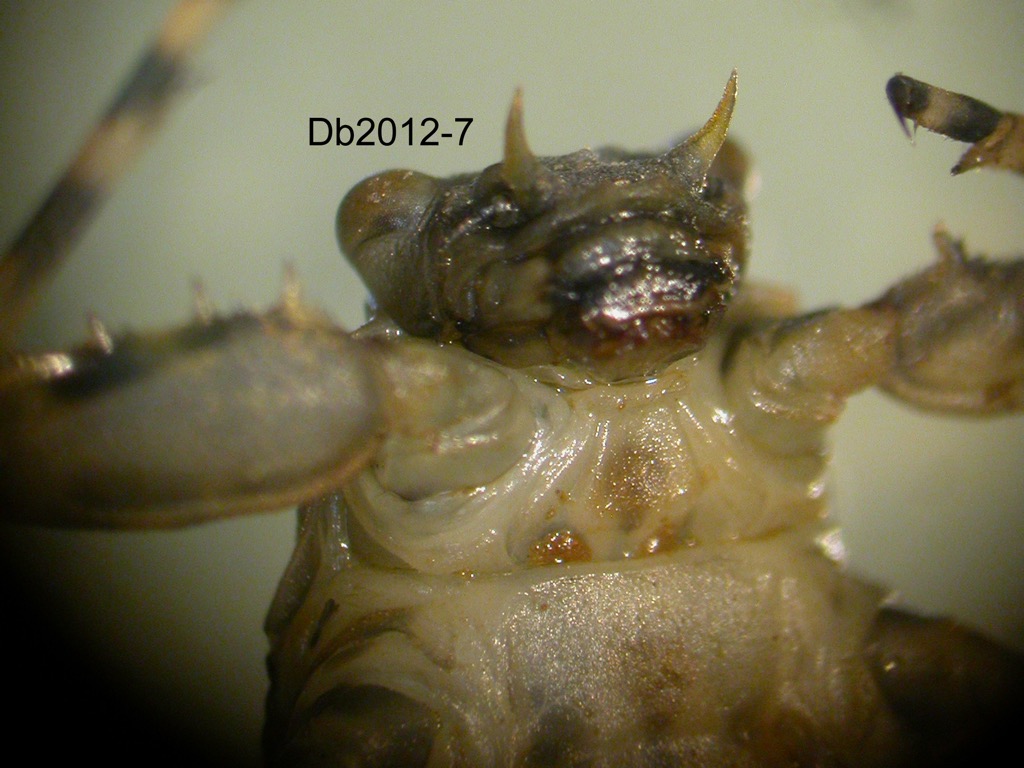 head ventral