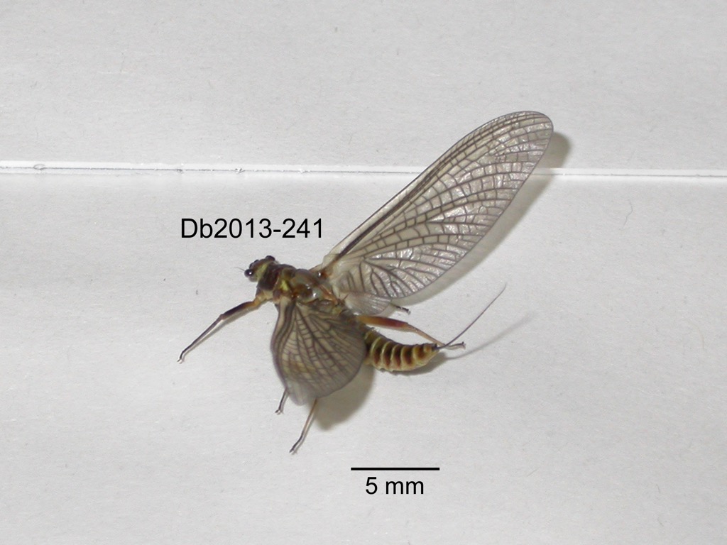 dorsal