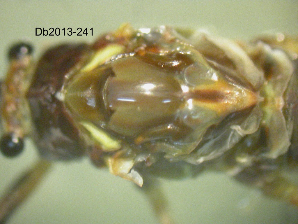 head and thorax dorsal