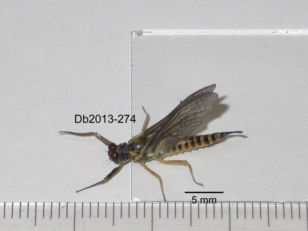 dorsal