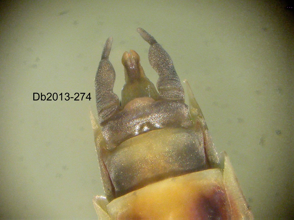 genitalia ventral