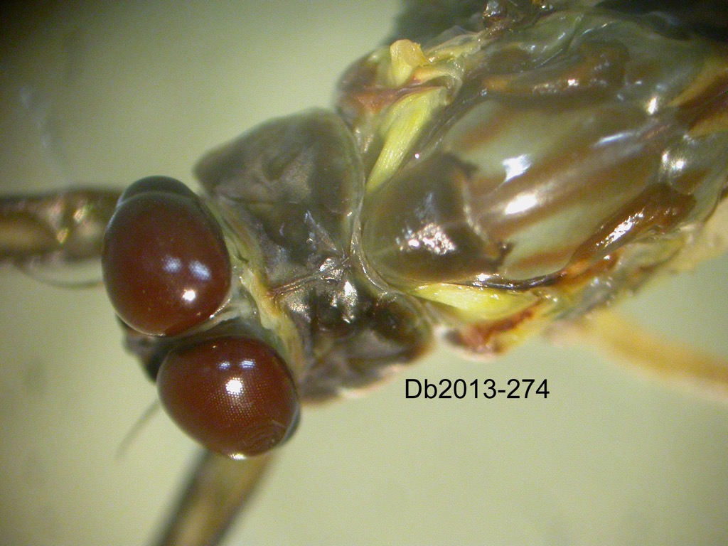 head and thorax dorsal