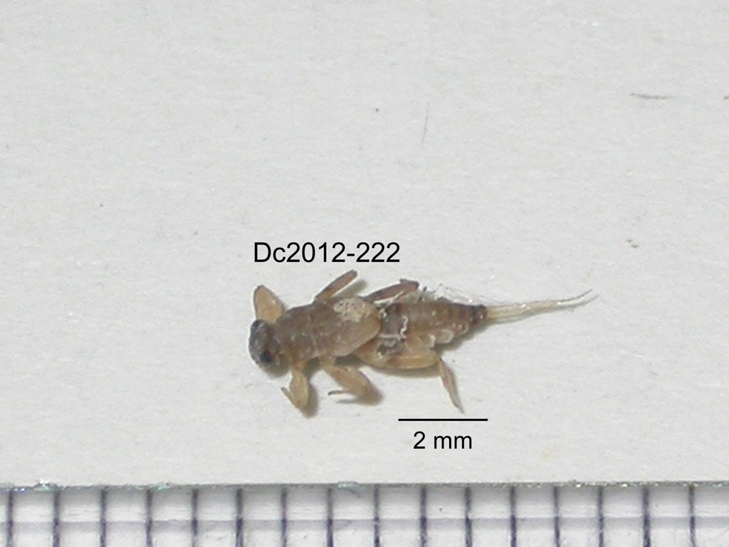 dorsal