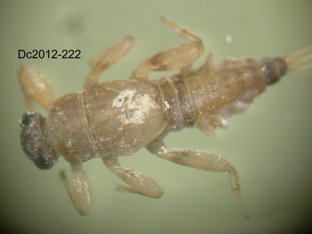 dorsal