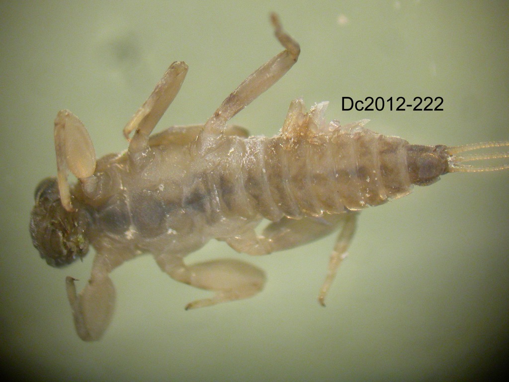 ventral