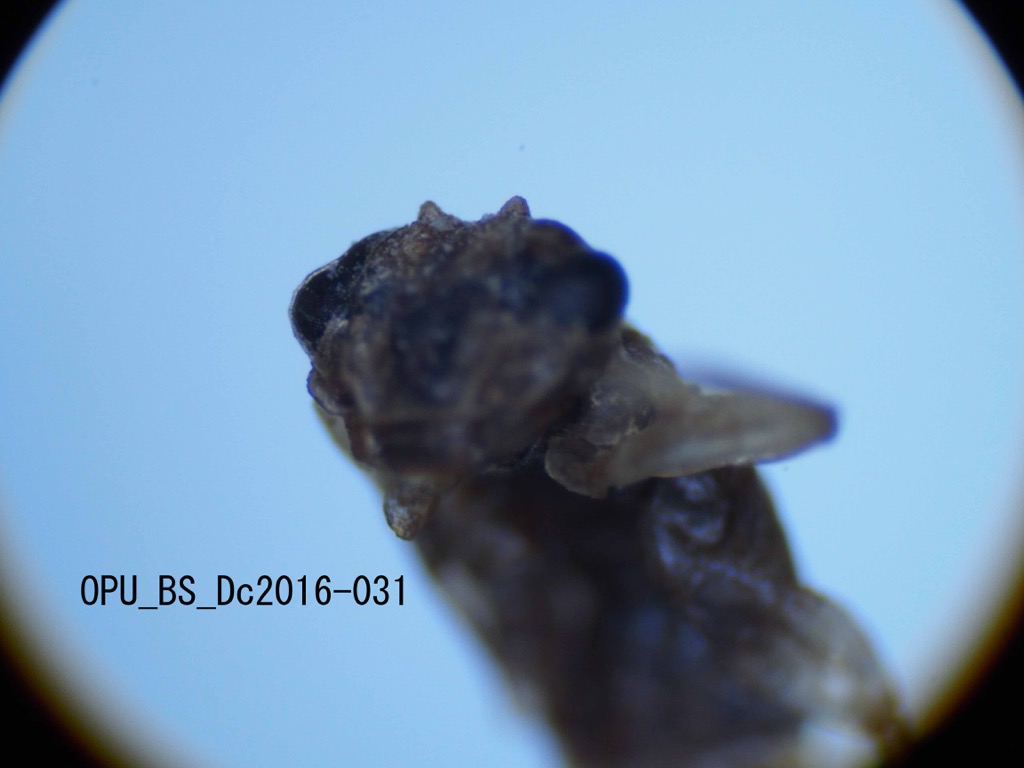 head and thorax