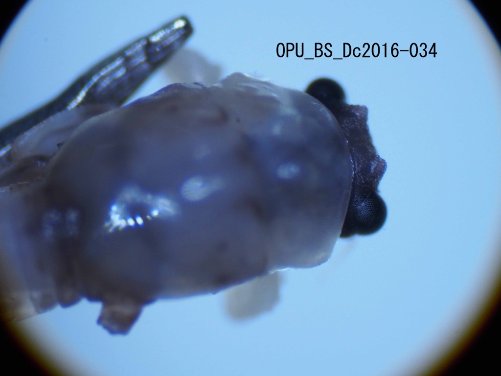 head and thorax dorsal