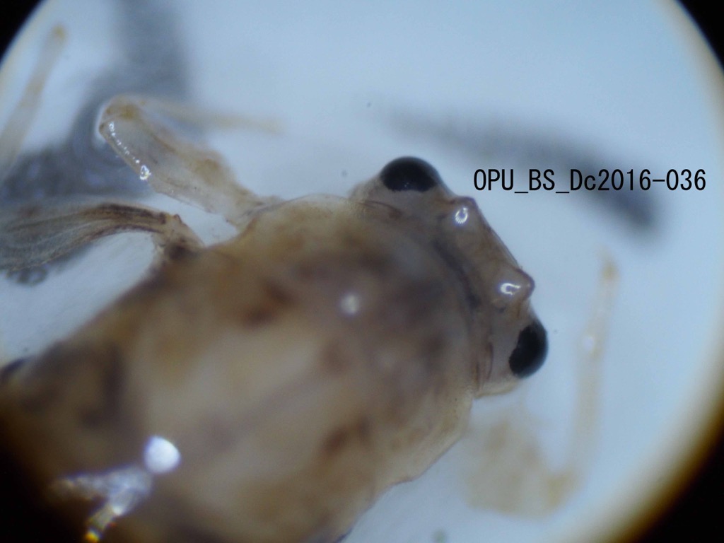 head and thorax dorsal
