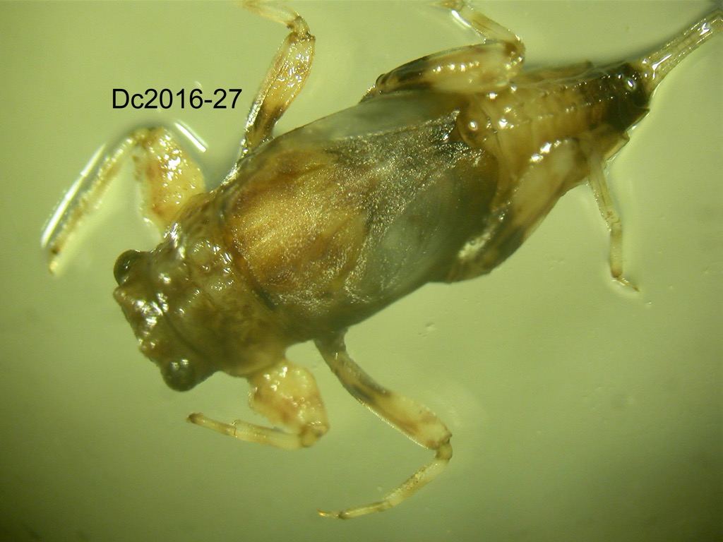 dorsal