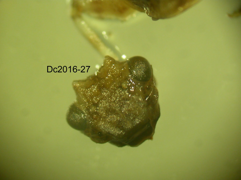 head dorsal