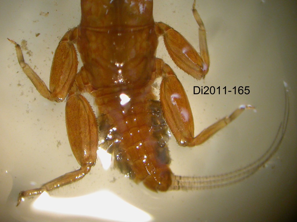 abdomen dorsal