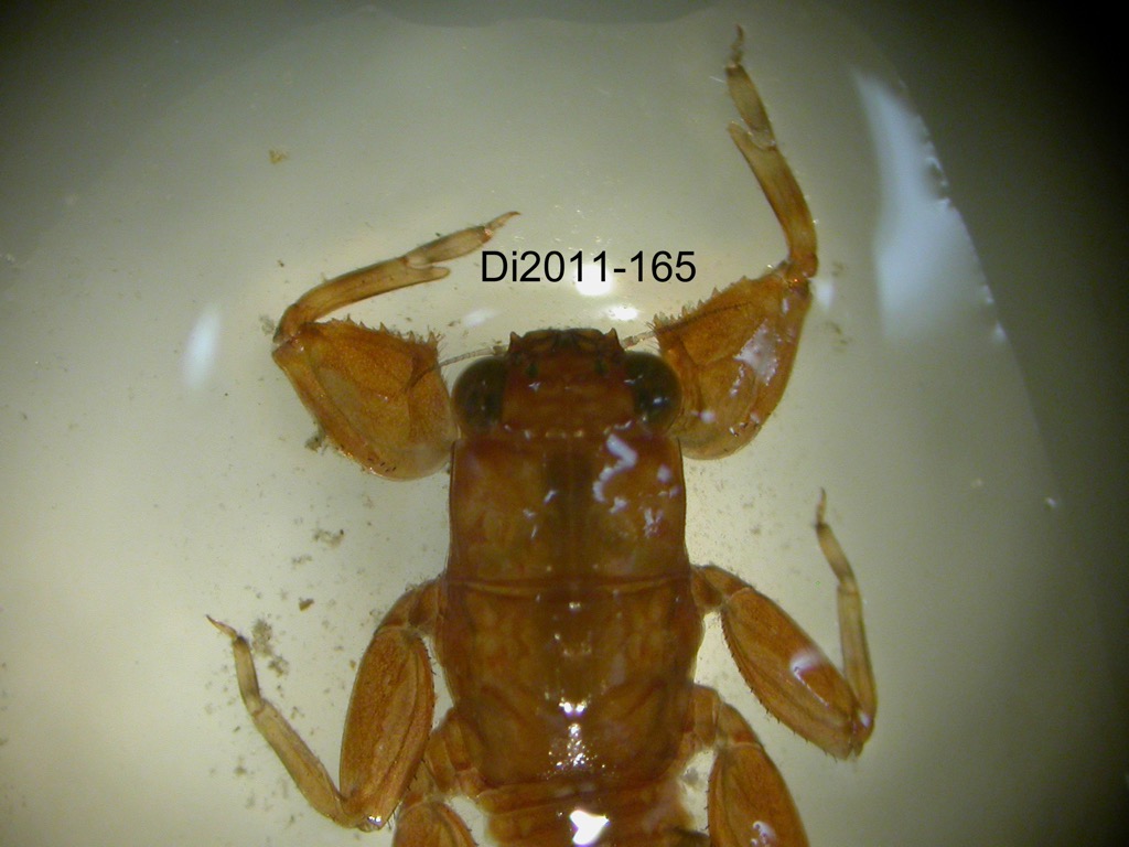 head and thorax dorsal