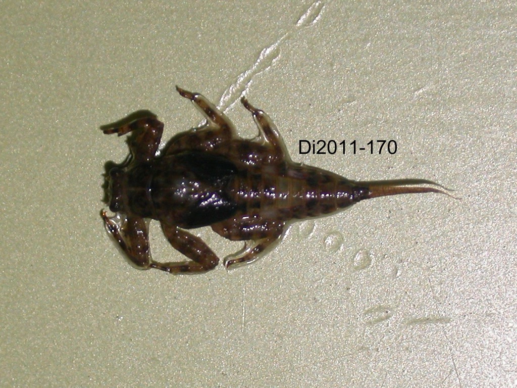 dorsal