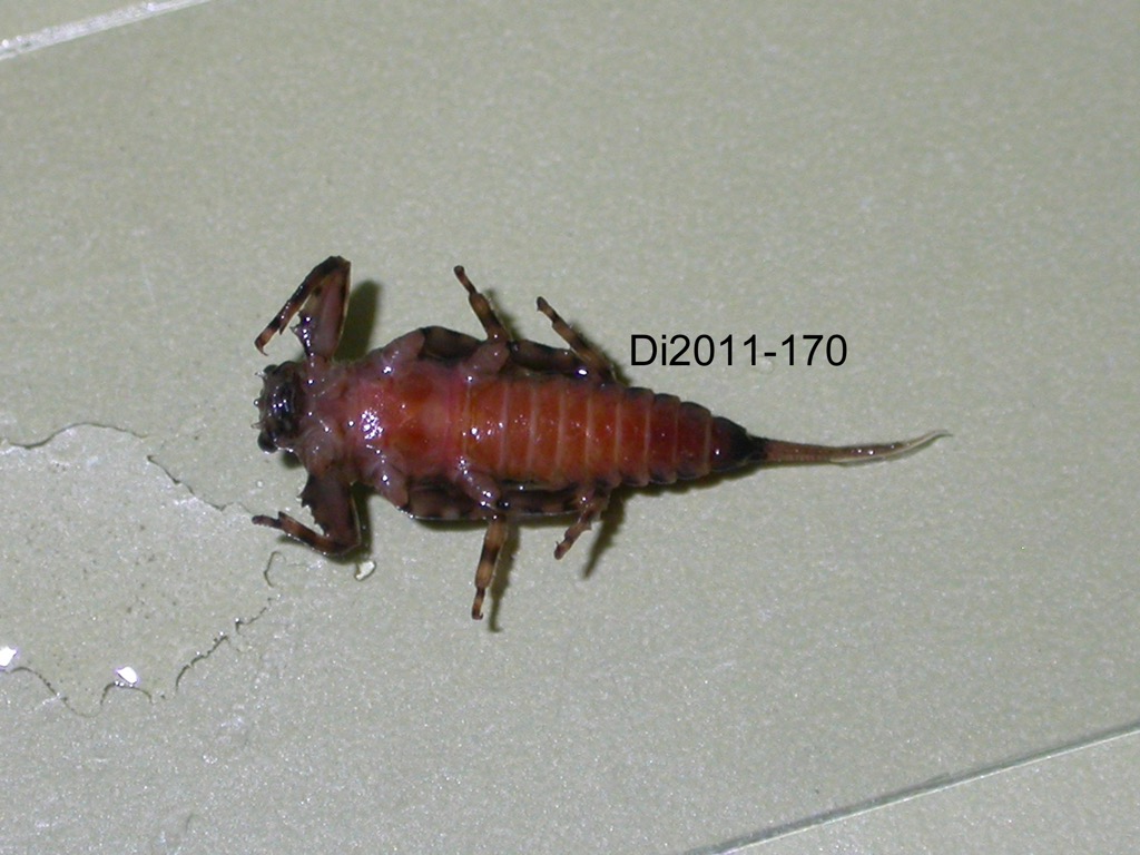 ventral