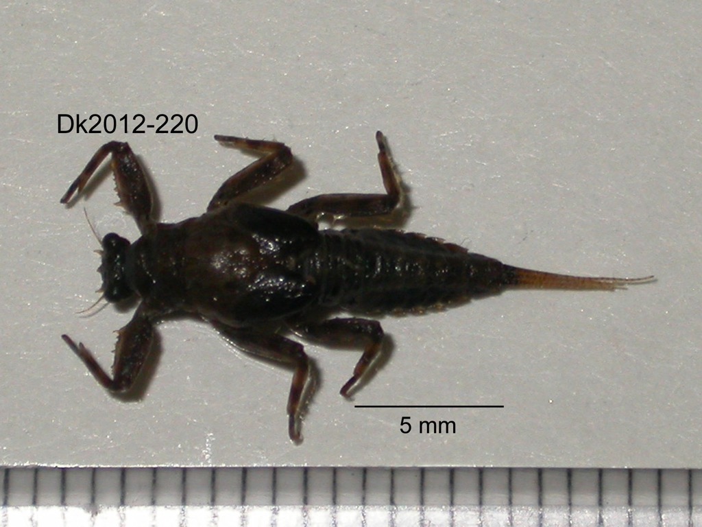 dorsal