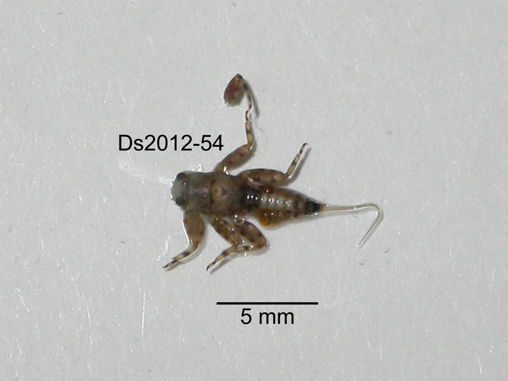 dorsal