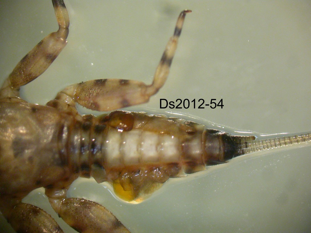 abdomen dorsal