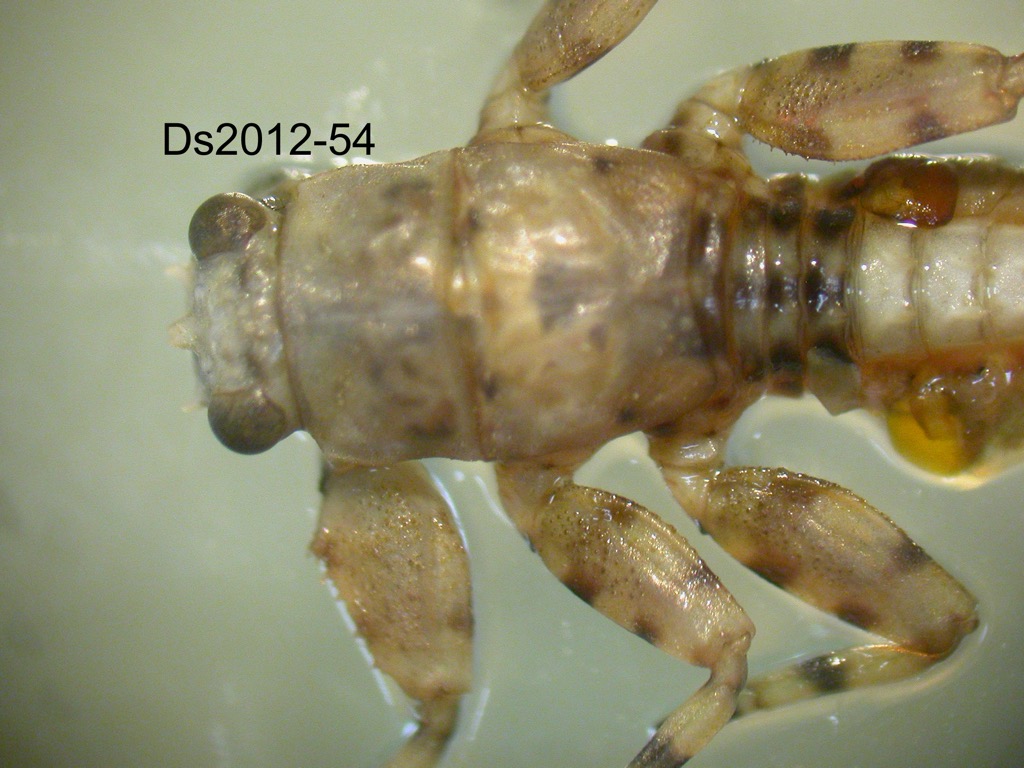 head and thorax dorsal