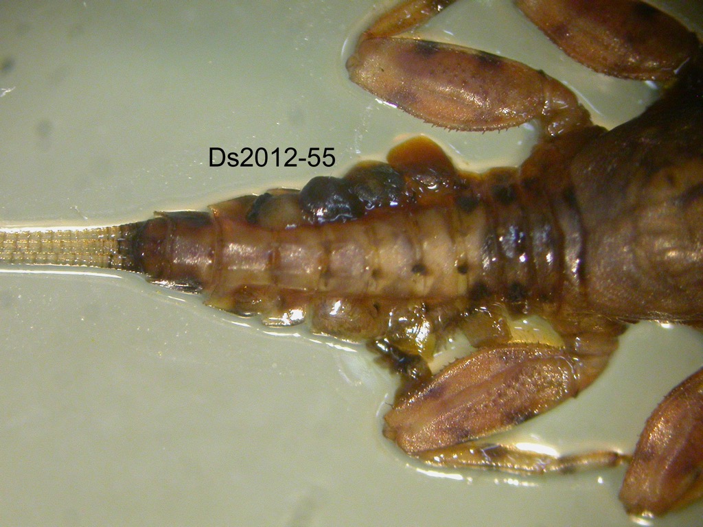 abdomen dorsal