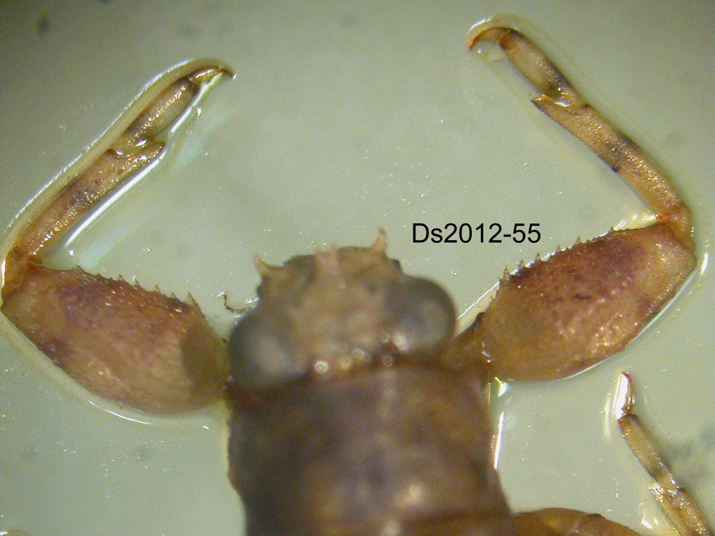 foreleg dorsal