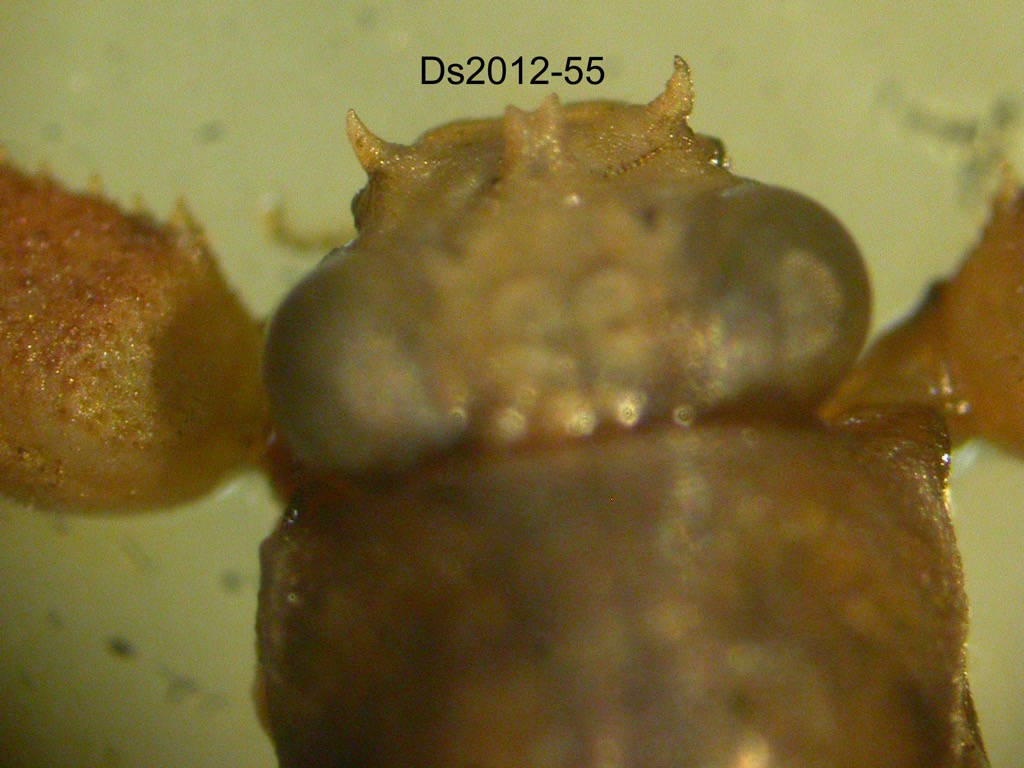 head dorsal