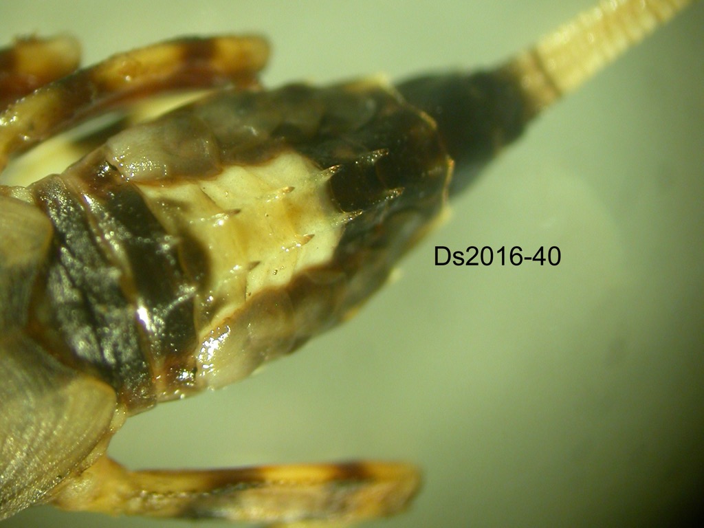 abdomen dorsal