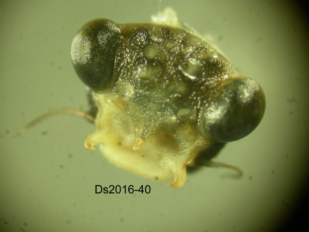 head dorsal