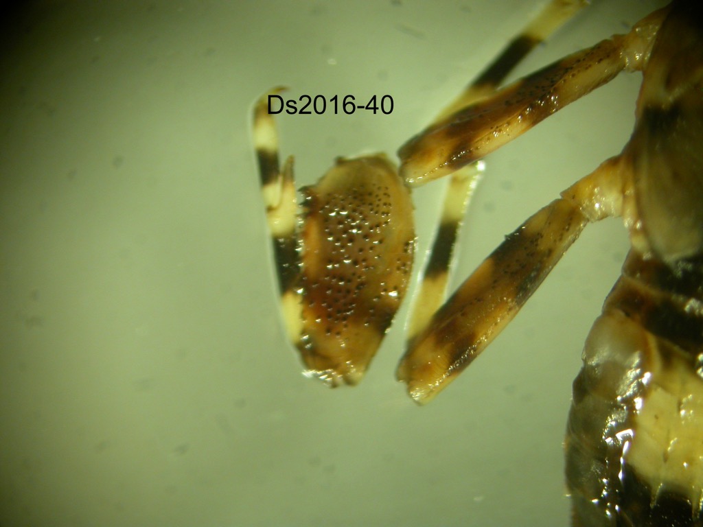 leg dorsal