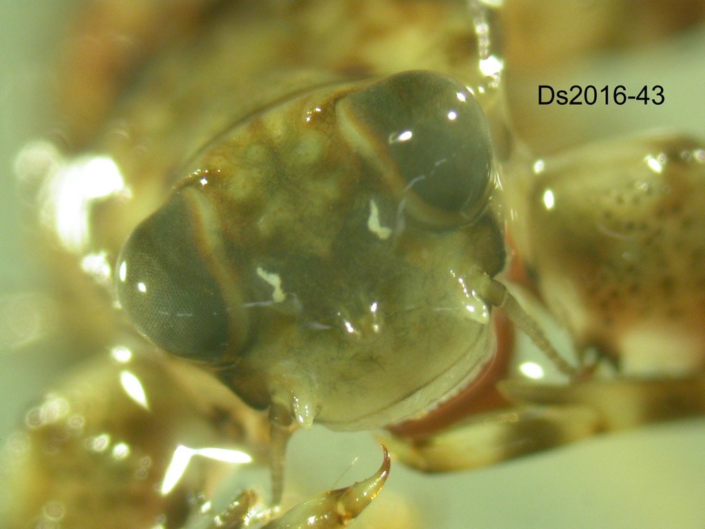 head dorsal