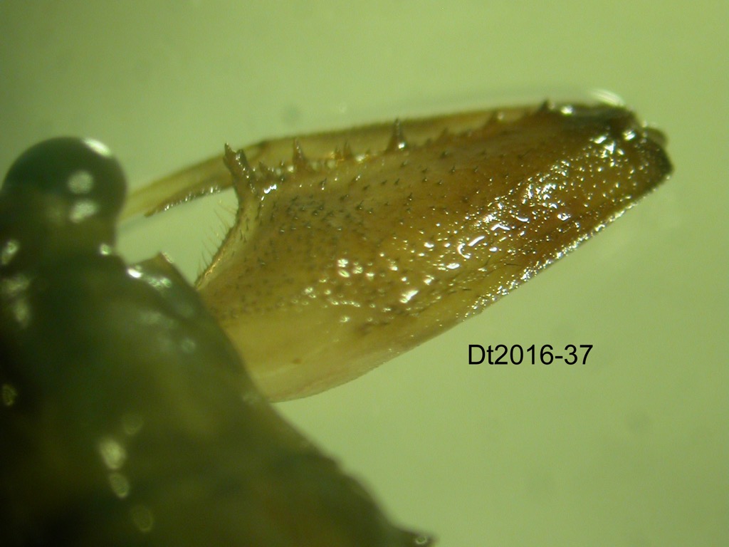 foreleg dorsal