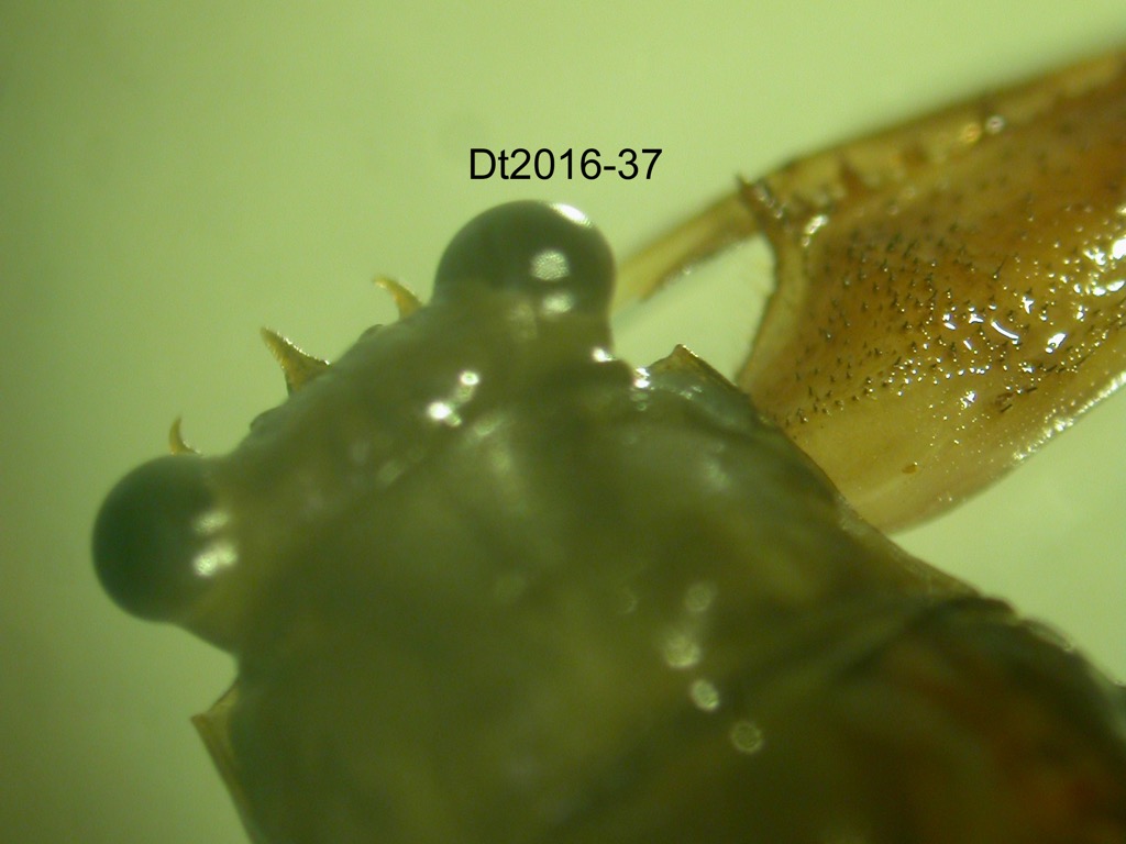 head dorsal