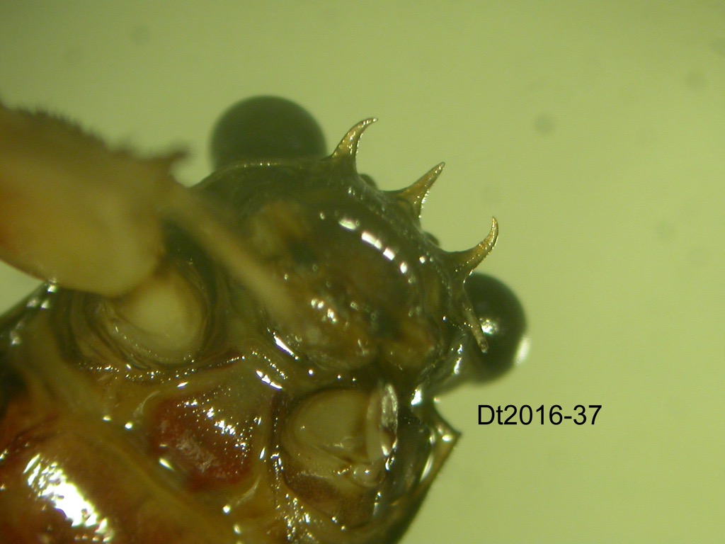 head ventral