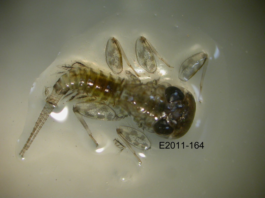 dorsal
