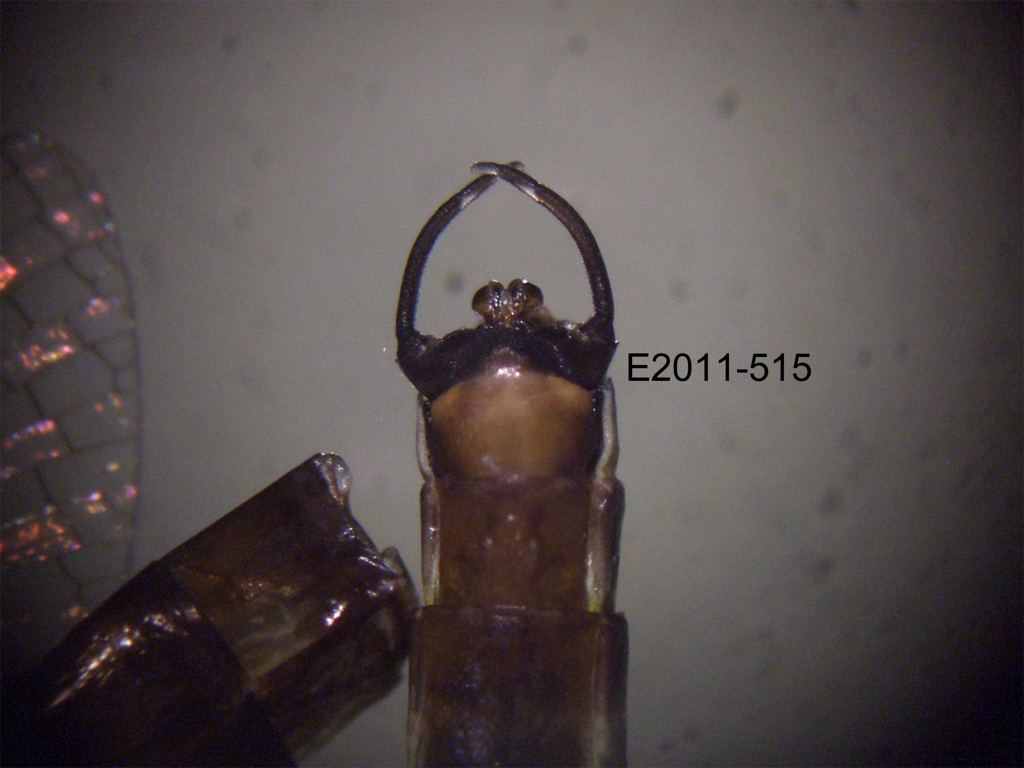 genitalia ventral