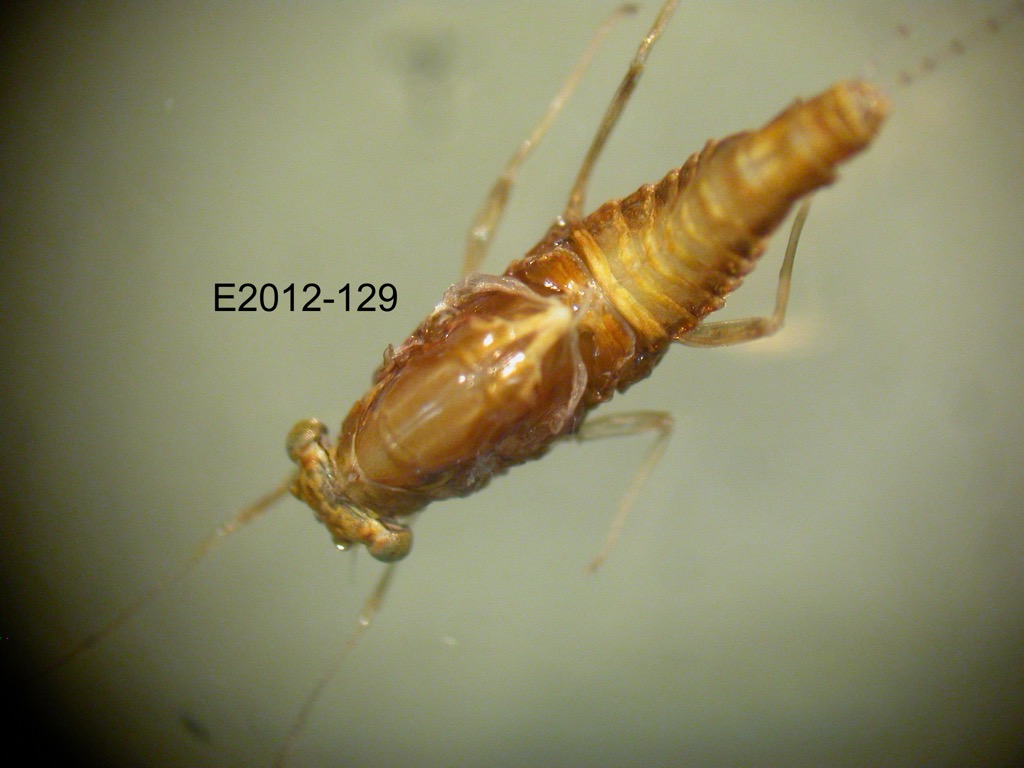 dorsal