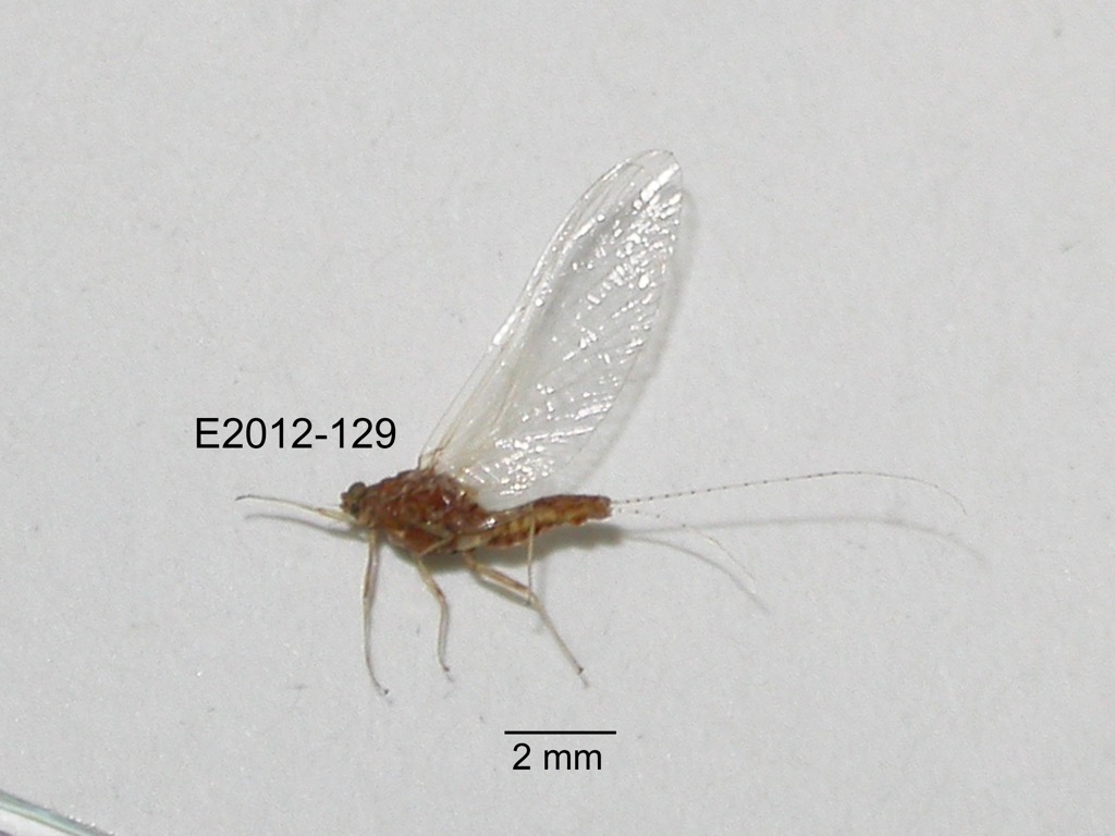 lateral