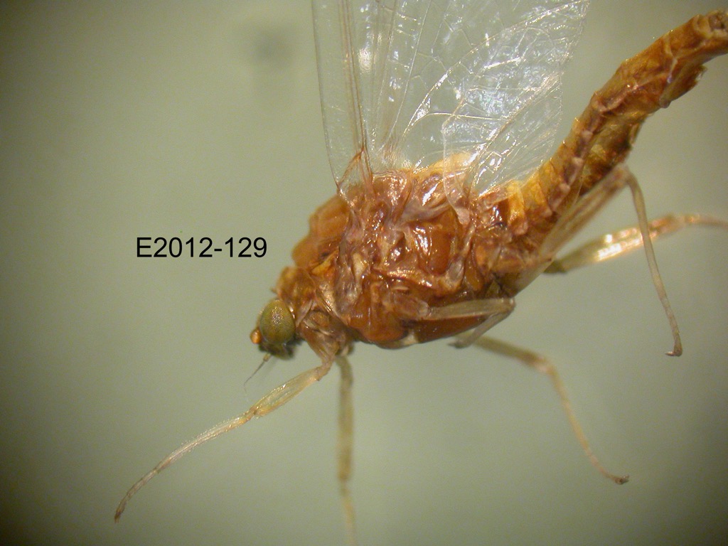 lateral