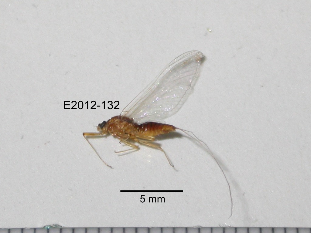 lateral
