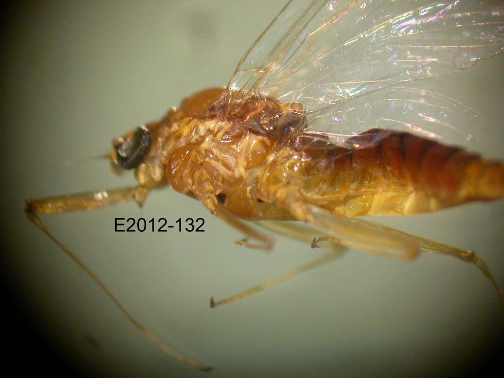head and thorax lateral