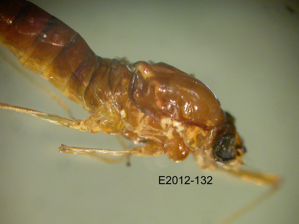 head and thorax lateral